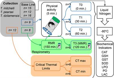 Physiological characterization of Typhlatya cave shrimps: linking habitat with aerobic metabolism